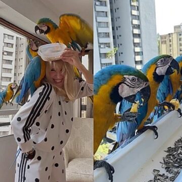 Araras selvagens visitam apartamento todos os dias após moradora ‘fazer amizade’ com as aves