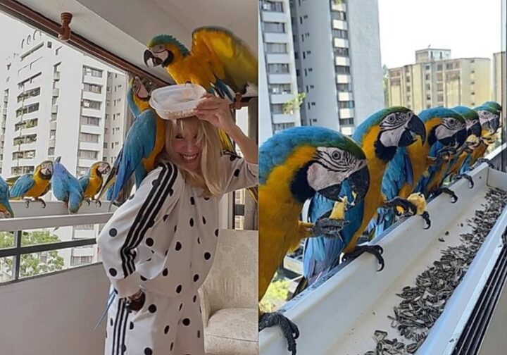 Araras selvagens visitam apartamento todos os dias após moradora ‘fazer amizade’ com as aves