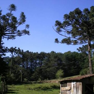 Empresário planta 400 mil árvores, ajuda a preservar mais de 100 mil araucárias e transforma fazenda em refúgio ambiental