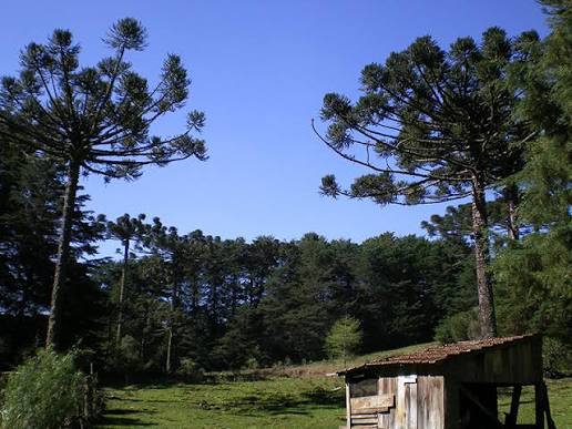 Empresário planta 400 mil árvores, ajuda a preservar mais de 100 mil araucárias e transforma fazenda em refúgio ambiental