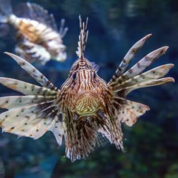 Peixe-leão se prolifera no litoral da Bahia e prefeitura paga R$ 10 por exemplar capturado
