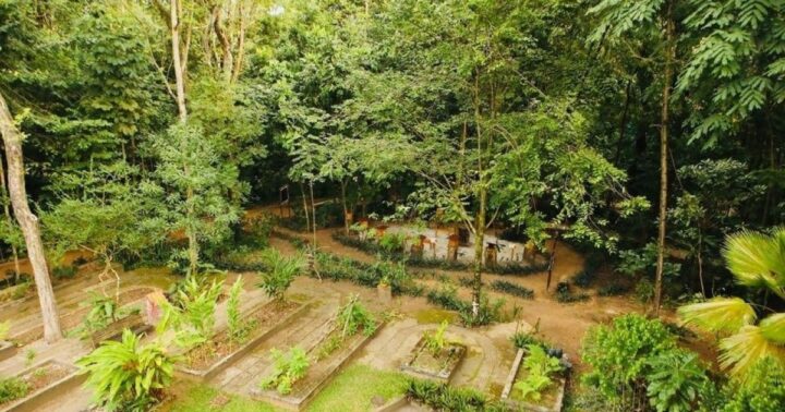 Oásis verde em Salvador: por que vale a pena visitar o Jardim Botânico