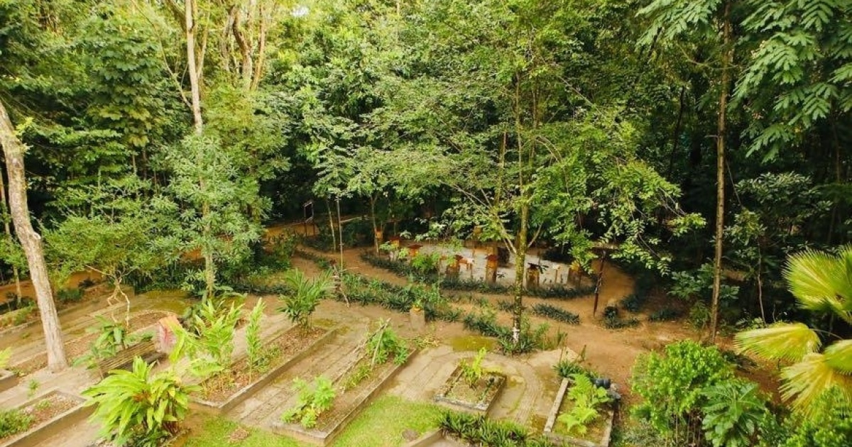 Oásis verde em Salvador: por que vale a pena visitar o Jardim Botânico