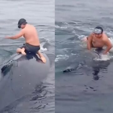Pescador sobe em baleia presa no mar, corta a rede e salva a vida do animal