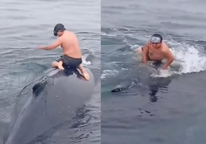 Pescador sobe em baleia presa no mar, corta a rede e salva a vida do animal