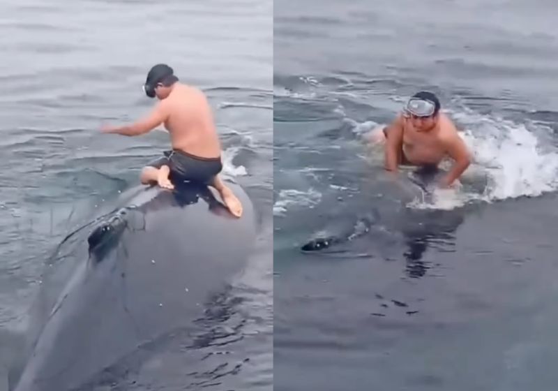 Pescador sobe em baleia presa no mar, corta a rede e salva a vida do animal