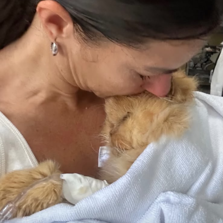 Após pedir orações, Jessica Senra anuncia morte do gato: ‘Partiu em meus braços’