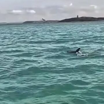 Golfinhos são vistos durante patrulhamento da PM na Baía de Todos-os-Santos; veja vídeo