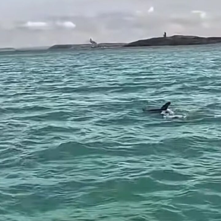 Golfinhos são vistos durante patrulhamento da PM na Baía de Todos-os-Santos; veja vídeo