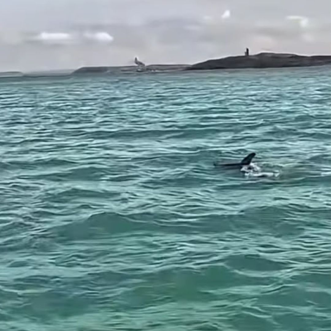 Golfinhos são vistos durante patrulhamento da PM na Baía de Todos-os-Santos; veja vídeo