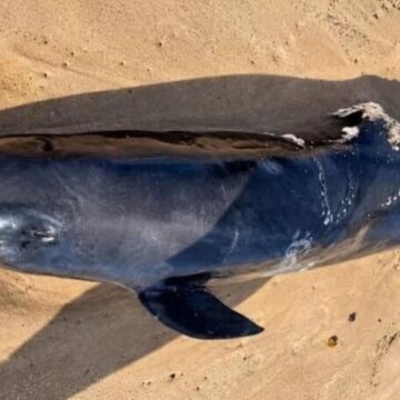 Golfinho orca-pigmeia é encontrado morto na praia de Stella Maris