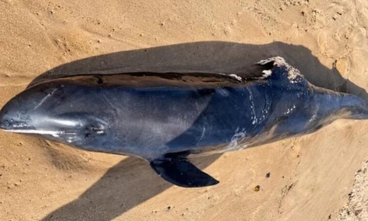 Golfinho orca-pigmeia é encontrado morto na praia de Stella Maris