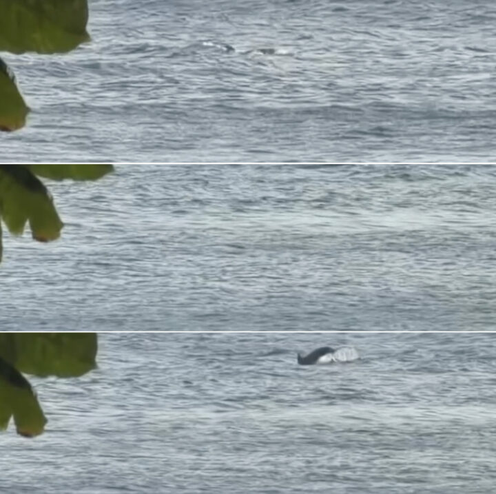 Golfinhos aparecem na orla do Rio Vermelho e encantam baianos e turistas; vídeo