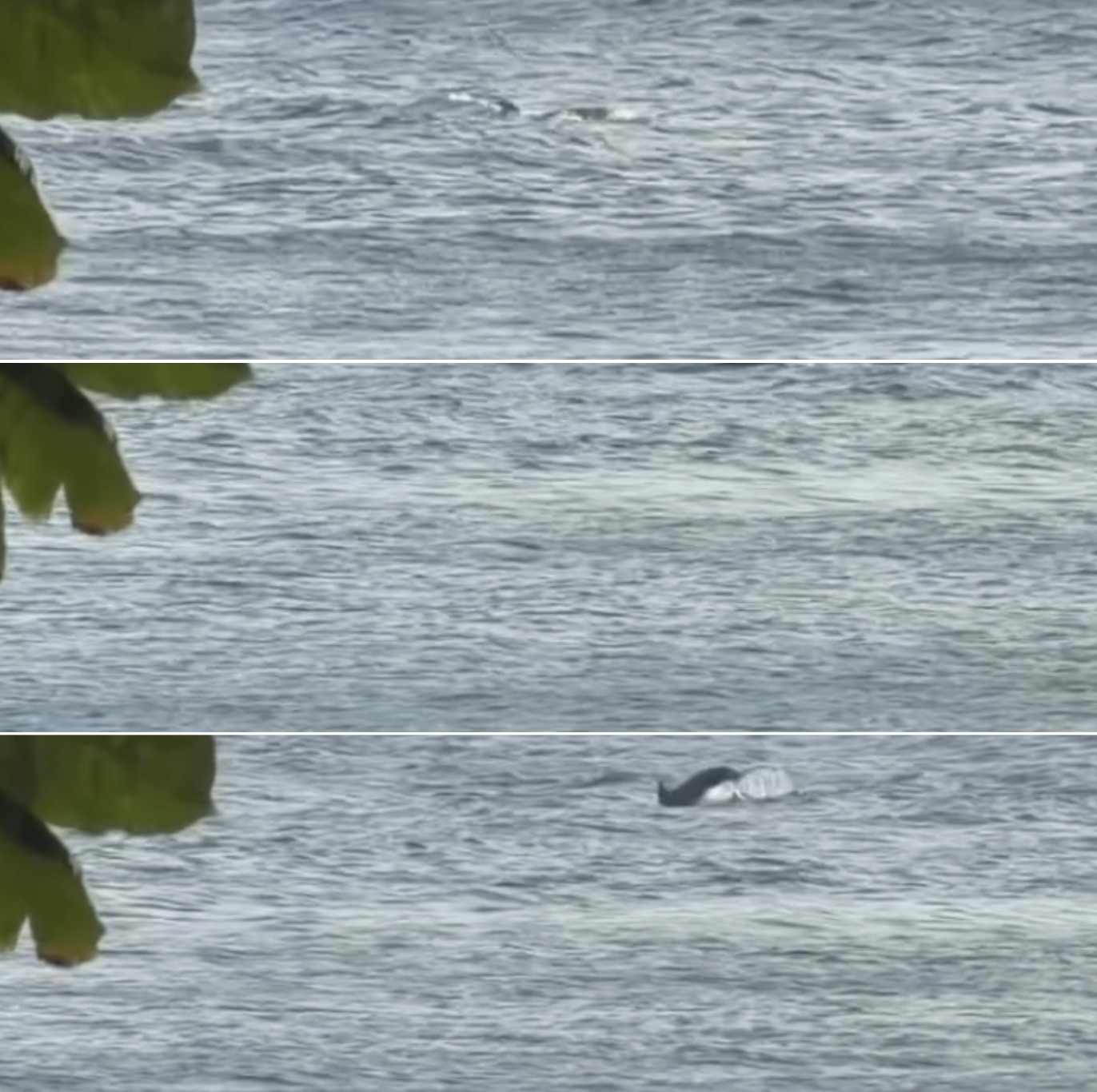 Golfinhos aparecem na orla do Rio Vermelho e encantam moradores e turistas; veja vídeo