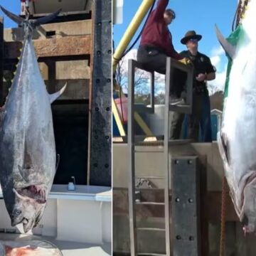Pescador fisga atum gigantesco com mais de 500 quilos e bate recorde