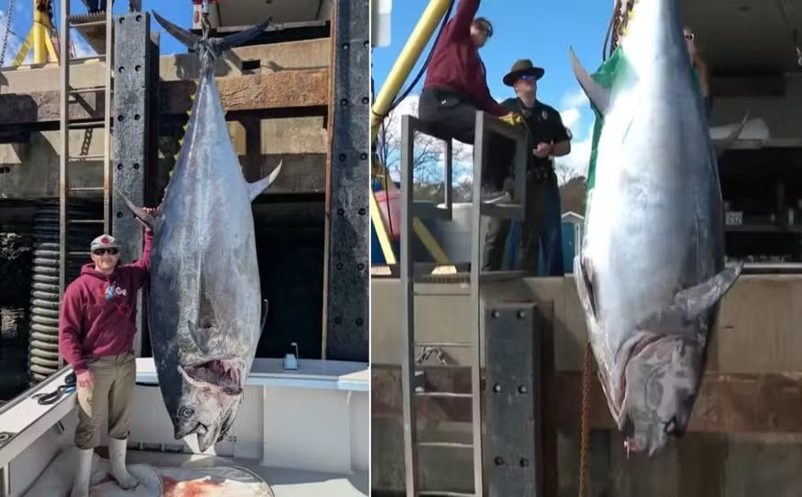 Pescador fisga atum gigantesco com mais de 500 quilos e bate recorde