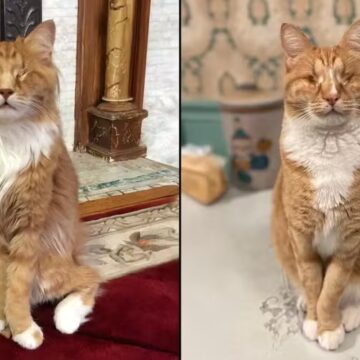 Cientistas descobrem gatos com rara doença genética humana pela primeira vez