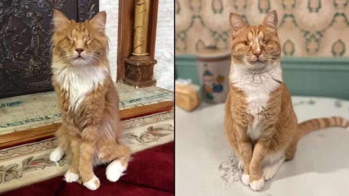 Cientistas descobrem gatos com rara doença genética humana pela primeira vez