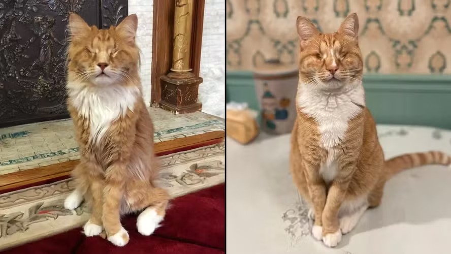 Cientistas descobrem gatos com rara doença genética humana pela primeira vez
