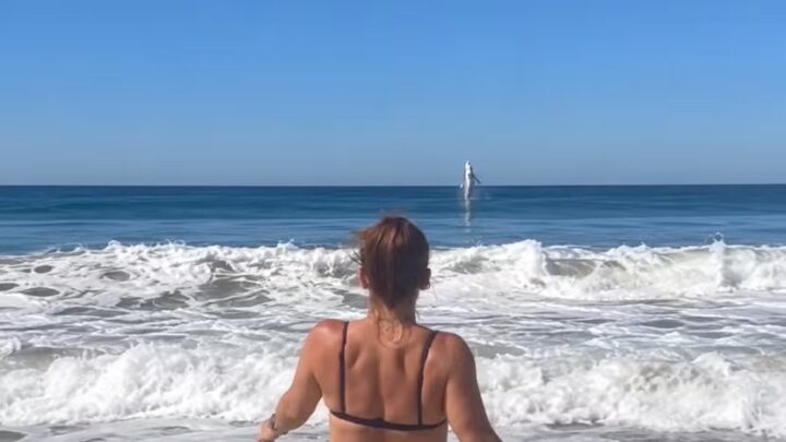 Vídeo mostra momento em que tubarão branco apavora banhistas saltando para fora do mar; assista