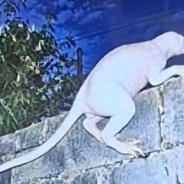 Criatura bizarra e misteriosa é avistada no México e moradores fogem de casa; entenda
