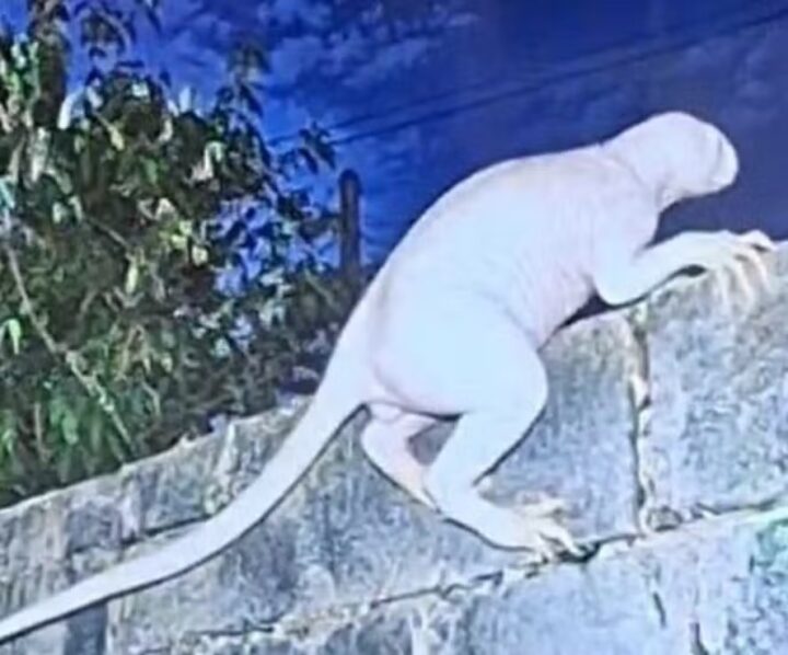 Criatura bizarra e misteriosa é avistada no México e moradores fogem de casa; entenda