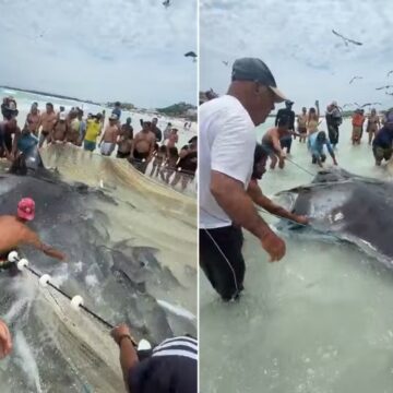 Pescadores se mobilizam para salvar raia gigante presa em rede no Rio de Janeiro