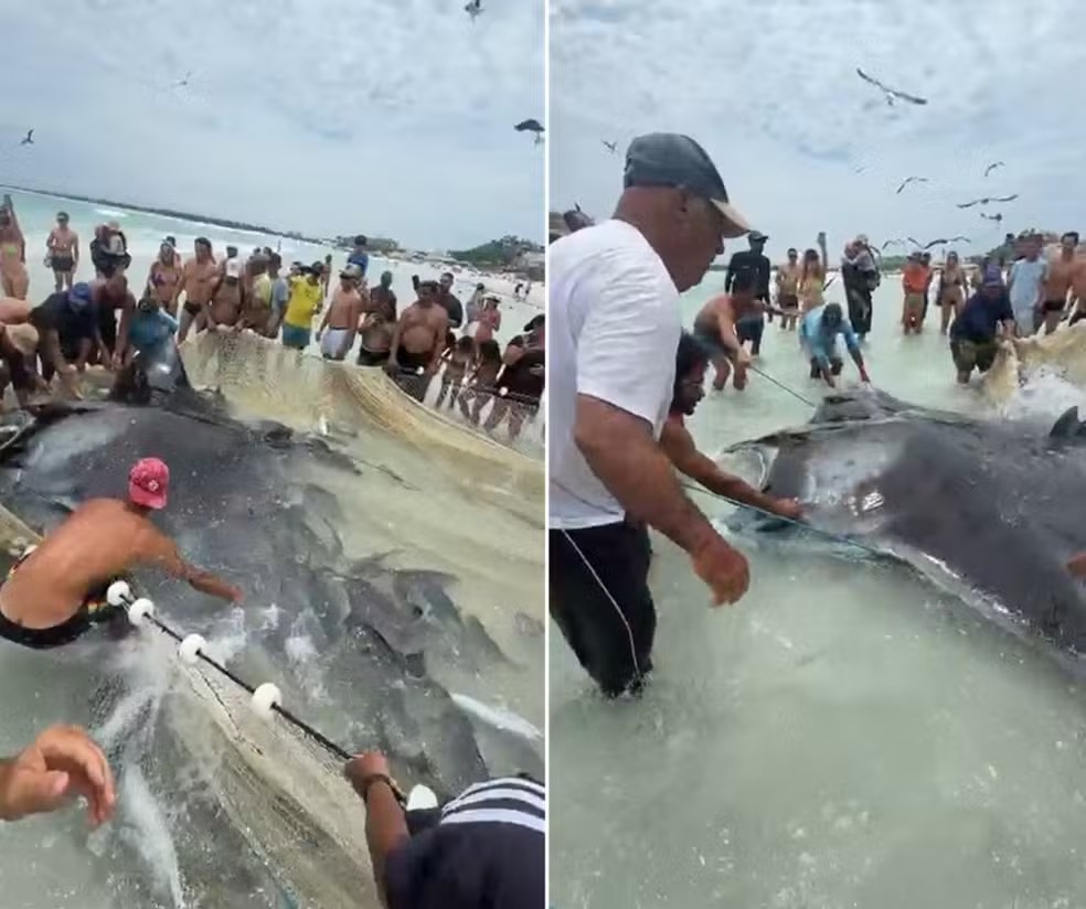 Pescadores se mobilizam para salvar raia gigante presa em rede no Rio de Janeiro