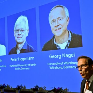 Nobel de Medicina: saiba como uma pequena alga ajudou cientistas a descobrir uma nova forma de controlar o cérebro