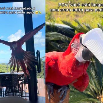 Arara viraliza ao beber água em copo sozinha e encantar turistas na Bahia; veja vídeo