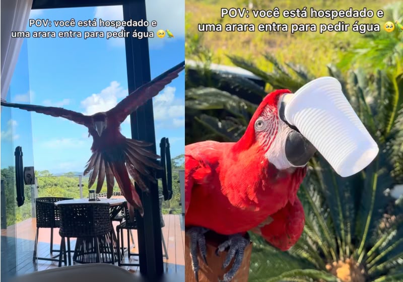 Arara viraliza ao beber água em copo sozinha e encantar turistas na Bahia; veja vídeo