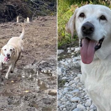 Cachorro resgatado vira herói e é eleito Cão do Ano nos EUA; conheça a história dele