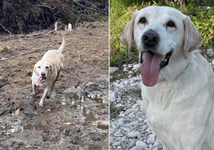 Cachorro resgatado vira herói e é eleito Cão do Ano nos EUA; conheça a história dele