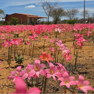Espetáculo da natureza: flores rosas surgem após primeiras chuvas e transformam paisagem da Caatinga baiana