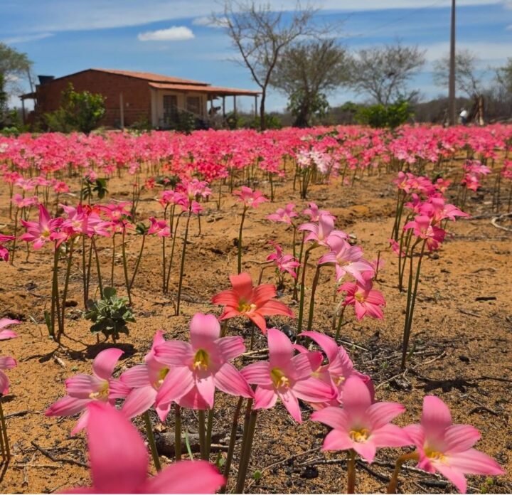 Espetáculo da natureza: flores rosas surgem após primeiras chuvas e transformam paisagem da Caatinga baiana