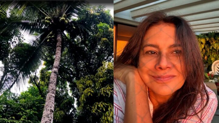 Aos 57 anos, atriz mora em casa sustentável com árvores no meio da sala