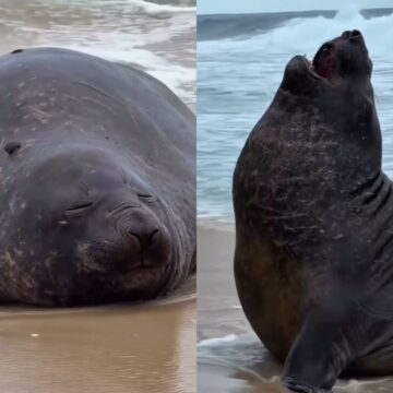 Elefante-marinho surge em praia e atrai atenção de banhistas no Rio; veja vídeo