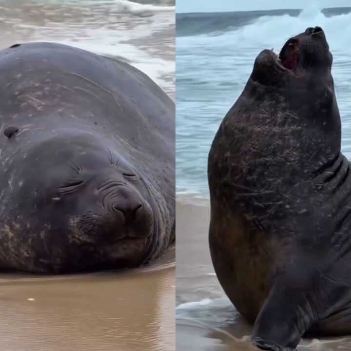 Elefante-marinho surge em praia e atrai atenção de banhistas no Rio; veja vídeo