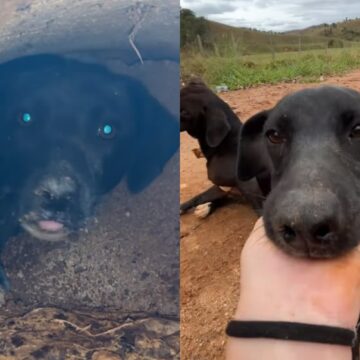 Veterinária ouve filhote chorando dentro de cano durante corrida e descobre surpresa ao resgatá-lo