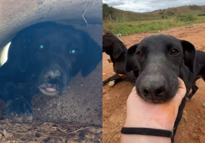Veterinária ouve filhote chorando dentro de cano durante corrida e descobre surpresa ao resgatá-lo