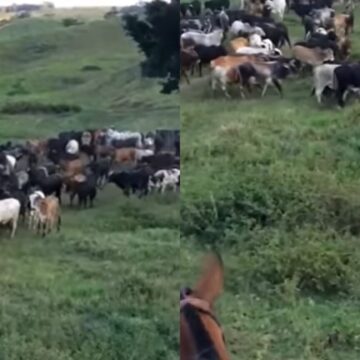 Ex-artilheiro da Seleção Brasileira investe em fazenda de gado usada pela família como refúgio
