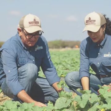Casal aposta em tecnologia para produzir três safras de melão por ano no semiárido baiano