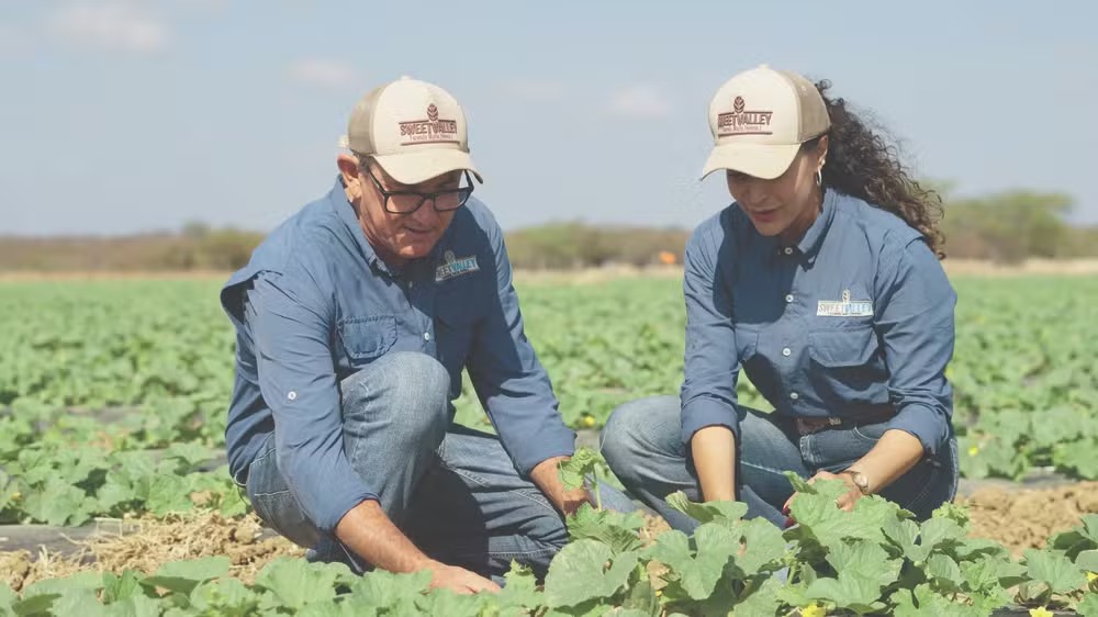 Casal aposta em tecnologia para produzir três safras de melão por ano no semiárido baiano