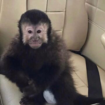 Ex-deputado anuncia morte de macaco-prego que invadiu casas em condomínio em Salvador