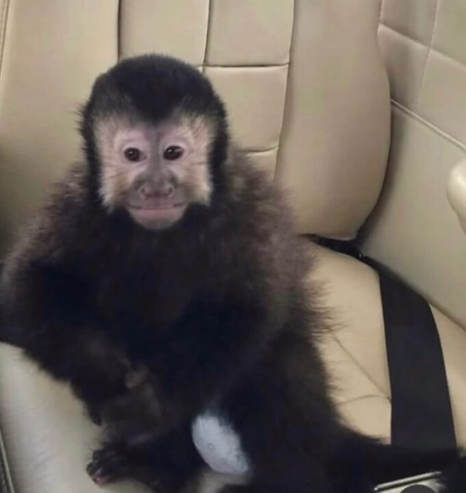 Ex-deputado anuncia morte de macaco-prego que invadiu casas em condomínio em Salvador