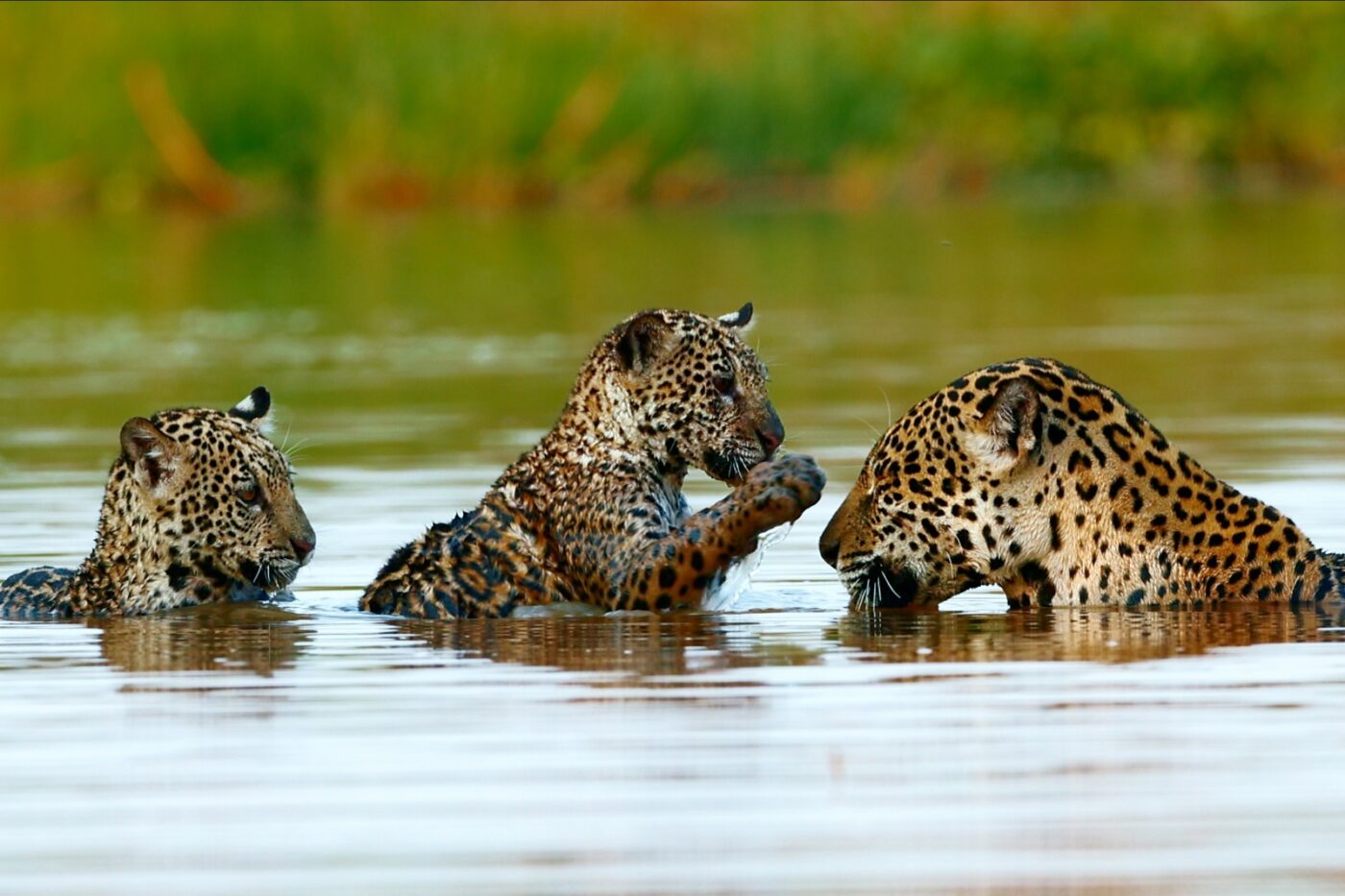 Marcha Das Onças: confira imagens inéditas do primeiro documentário de natureza da Netflix na América Latina