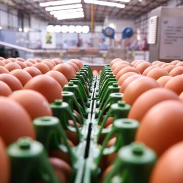 Bahia registra produção recorde de ovos pelo sexto ano consecutivo e movimenta R$ 879,9 milhões