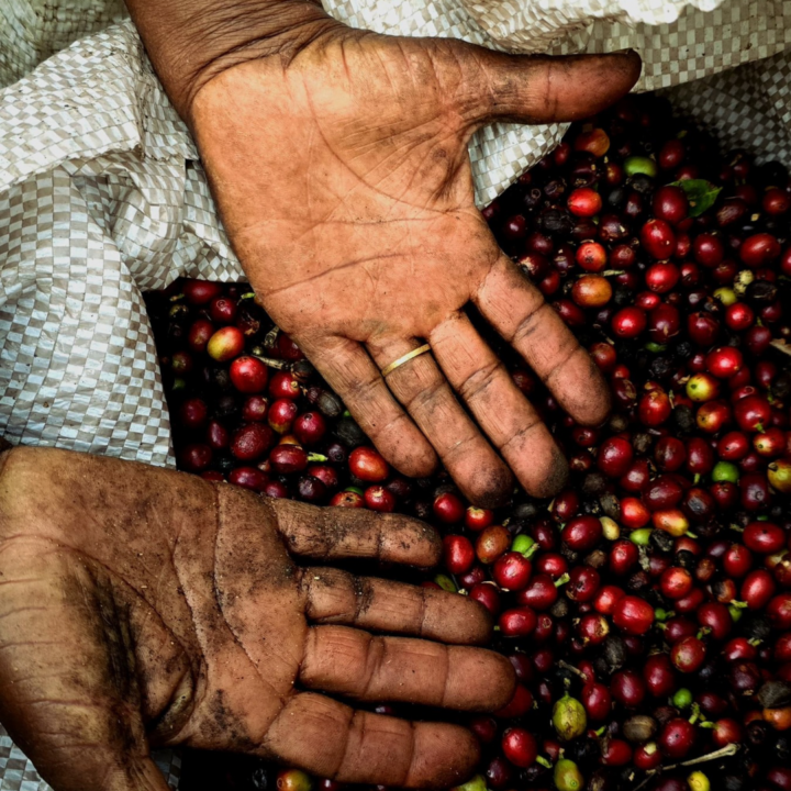 Cidade baiana é a única do Nordeste na disputa pelos melhores cafés do Brasil