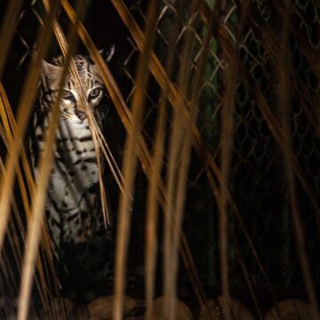 Zoológico de Salvador terá dois passeios noturnos gratuitos em outubro