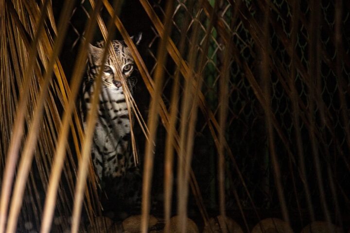 Zoológico de Salvador terá dois passeios noturnos gratuitos em outubro